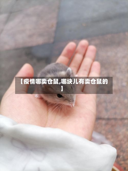 【疫情哪卖仓鼠,哪块儿有卖仓鼠的】-第1张图片