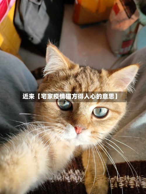 近来【宅家疫情猫方得人心的意思】-第1张图片