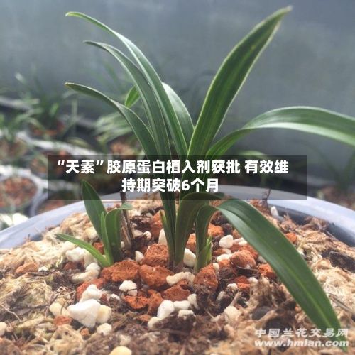 “天素	”胶原蛋白植入剂获批 有效维持期突破6个月-第1张图片