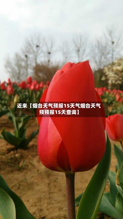 近来【烟台天气预报15天气烟台天气预预报15天查询】-第1张图片