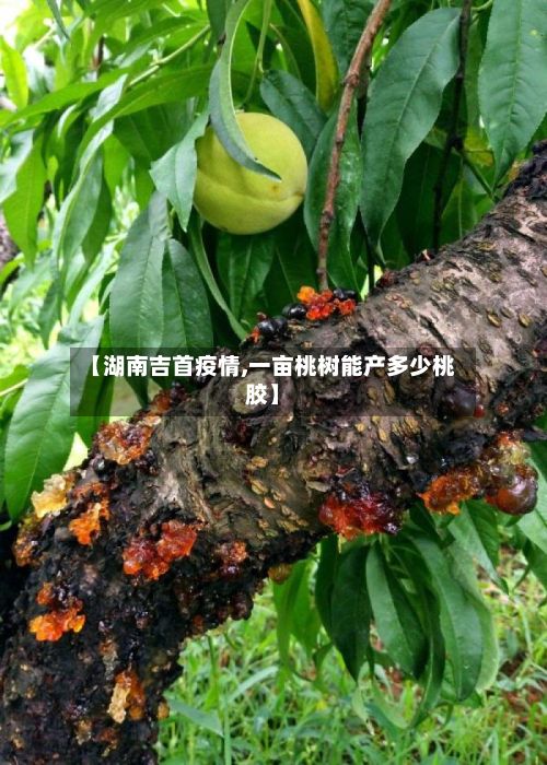 【湖南吉首疫情,一亩桃树能产多少桃胶】-第1张图片