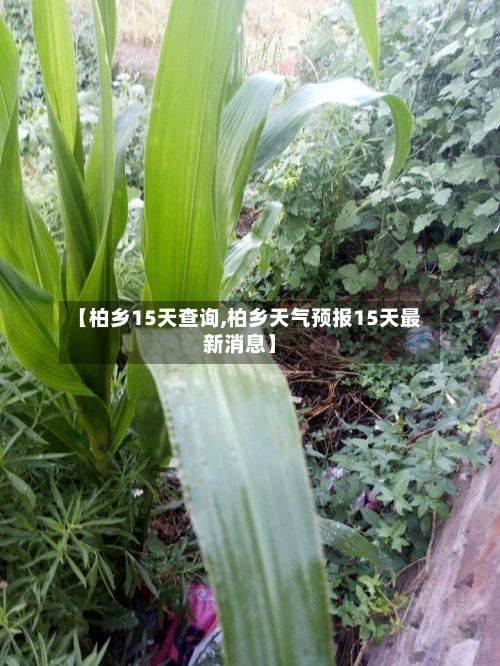 【柏乡15天查询,柏乡天气预报15天最新消息】-第1张图片
