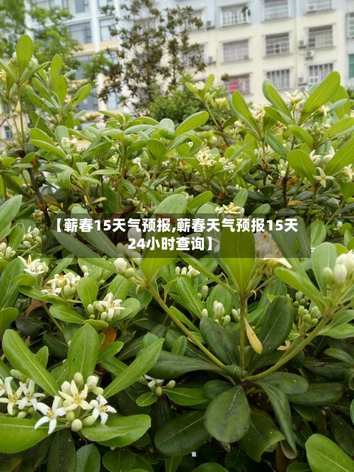 【蕲春15天气预报,蕲春天气预报15天24小时查询】-第1张图片